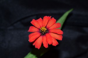 flor sierra